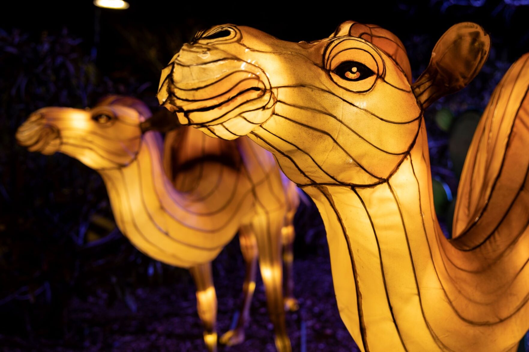 Camels